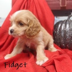 puppy, for, sale, Cocker Spaniel, Joe & Cherri  Overlease, dog, breeder, Miller, MO, dog-breeder, puppy-for-sale, forsale, nearby, find, puppyfind, locator, puppylocator, aca